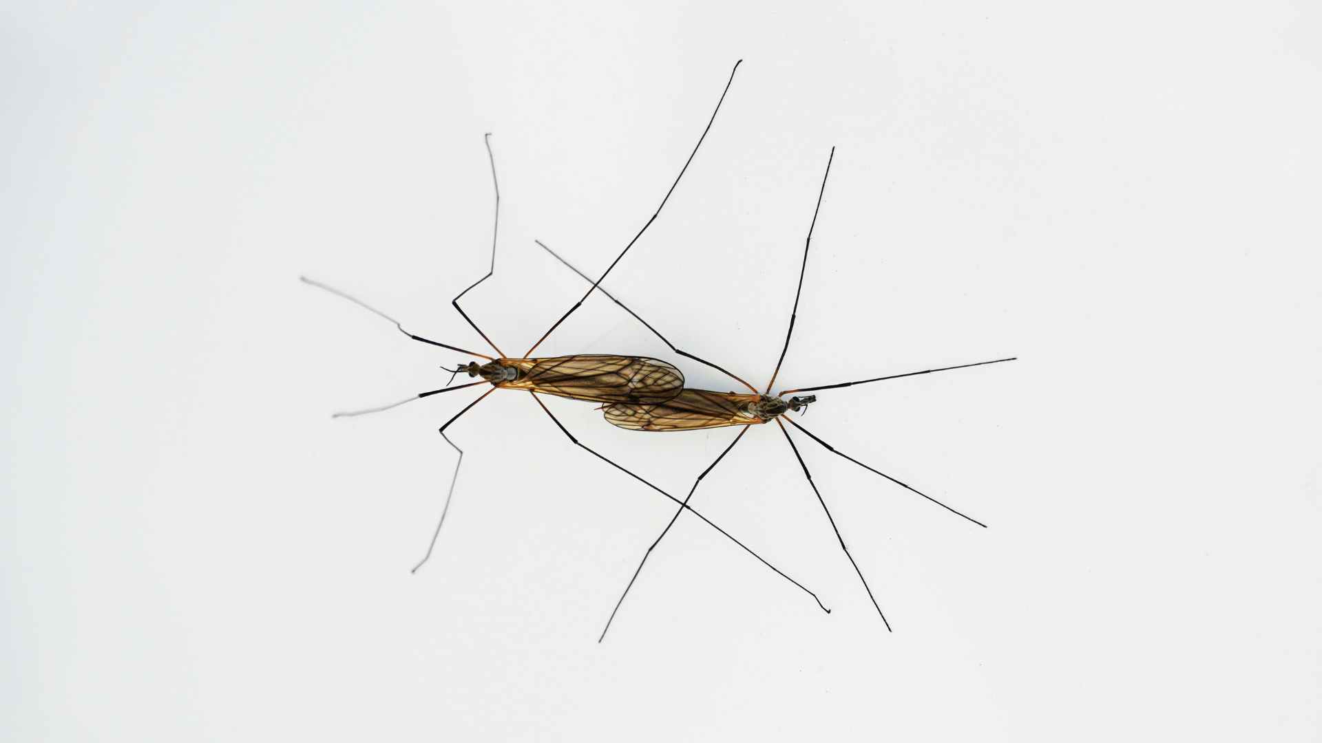 Home Remedies for Gnats and Mosquitoes: Effective Tips