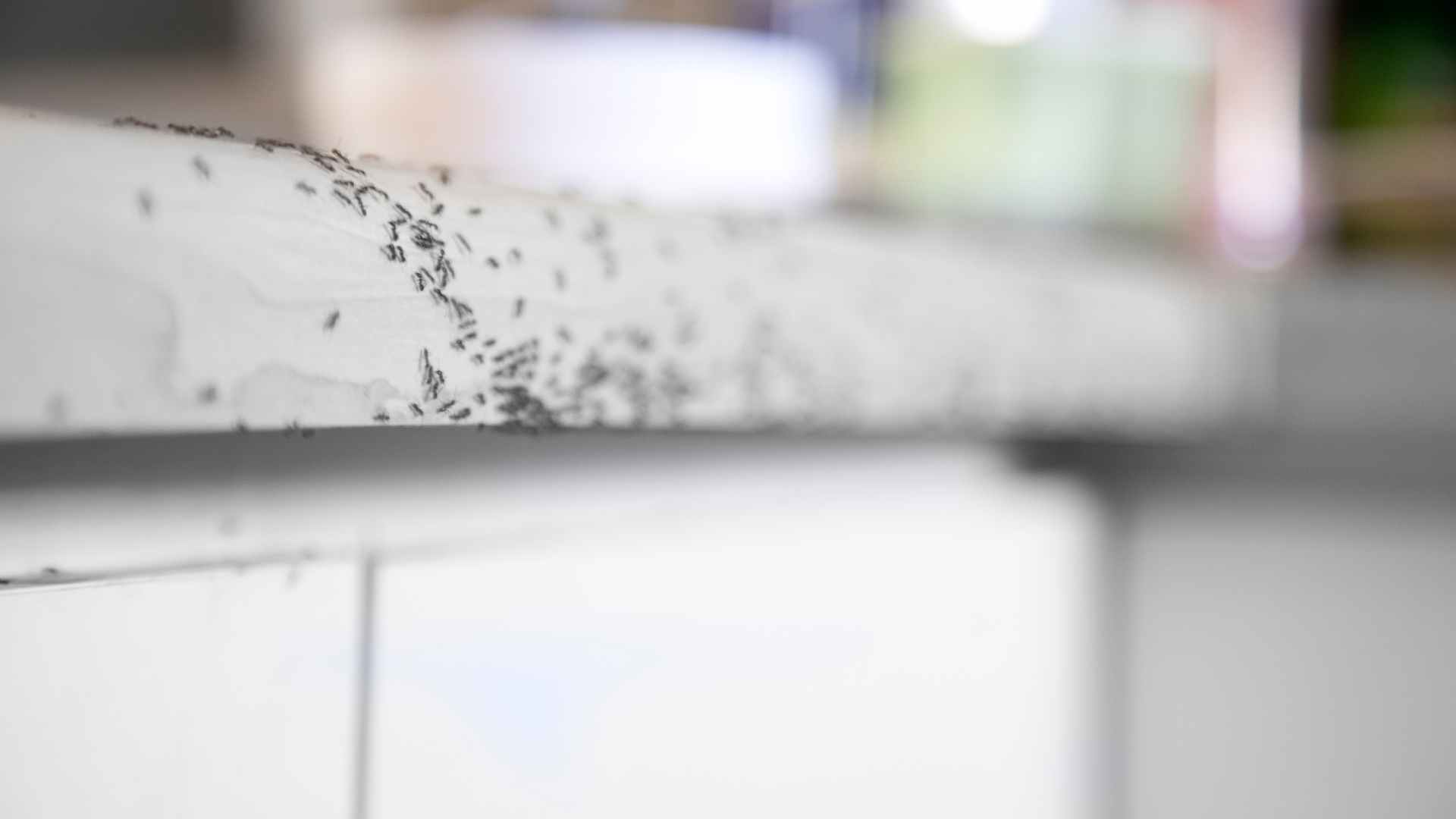 How Do You Get Rid of Ants in the Dishwasher: A Step-by-Step Guide