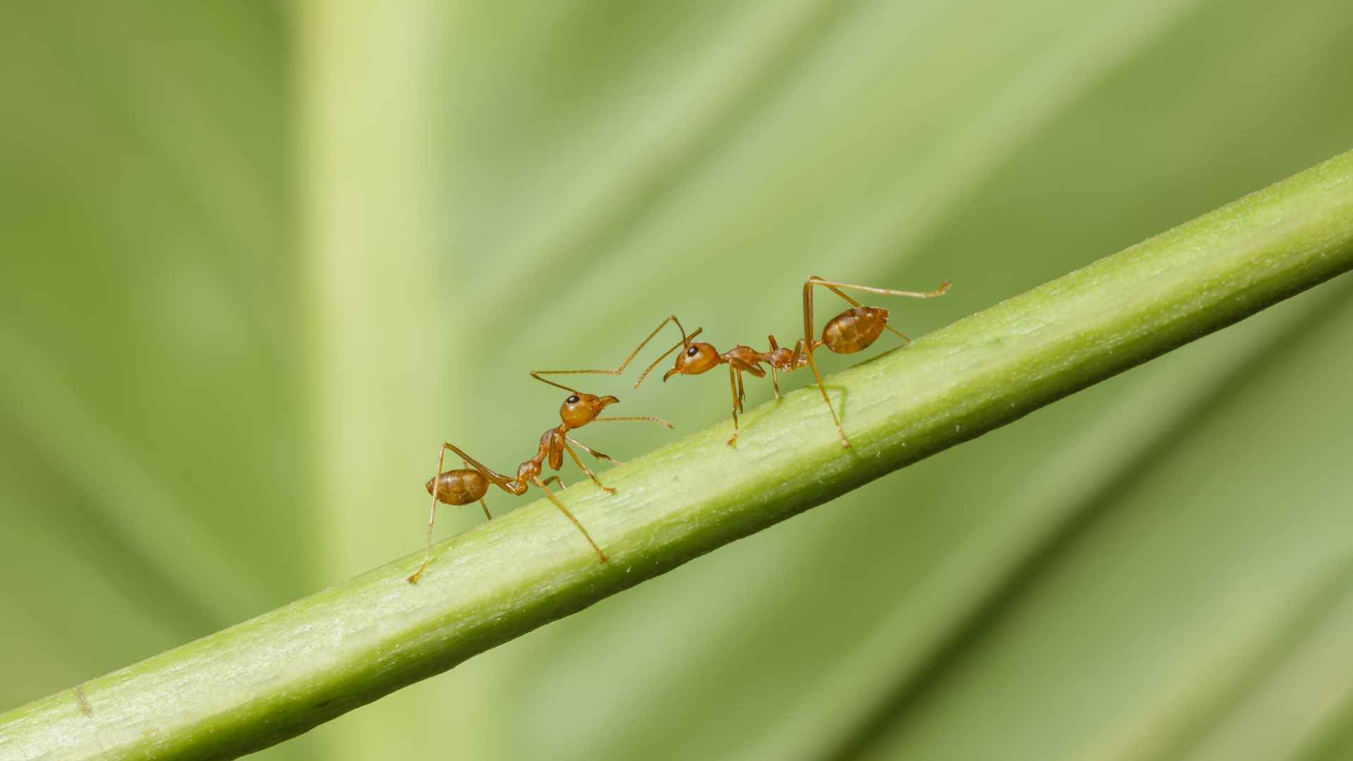 ants doing a ritual for how to get rid of ant pheromones