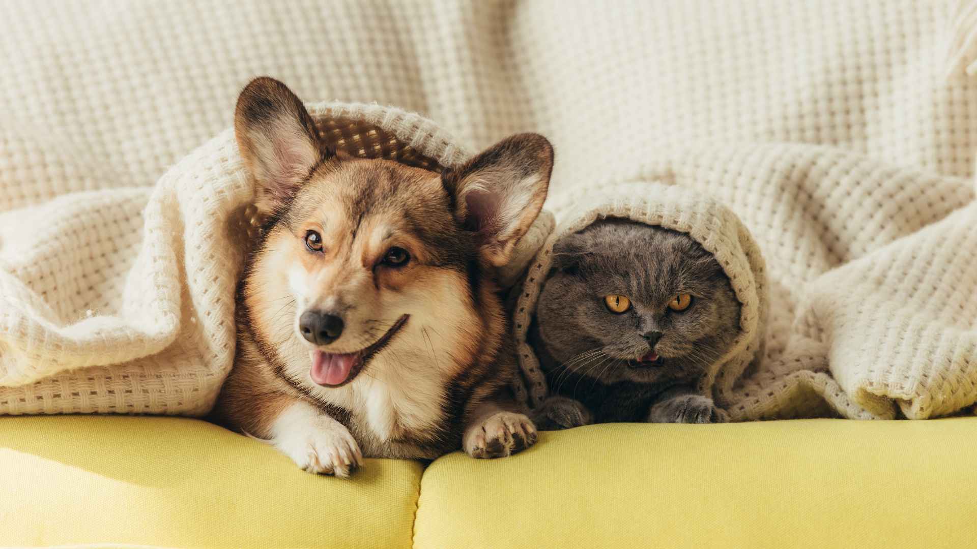 cat and dog under a blanket ona couch to illustrate how to get rid of ants with pets