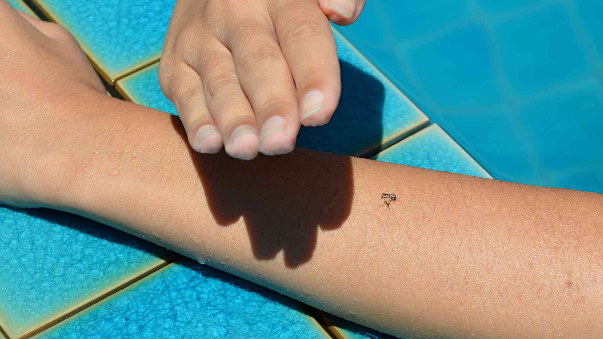 mosquito death on an arm to represent how to get rid of mosquitoes in a swimming pool