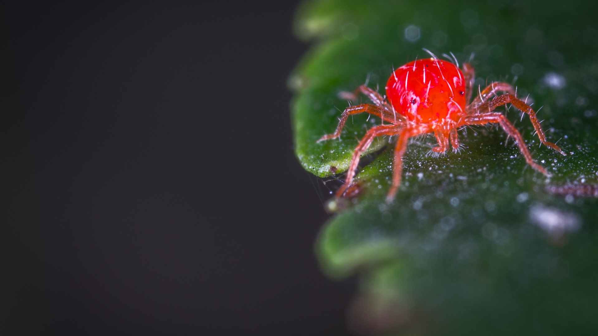 red spider mites on a leaf to illustrate How to Get Rid of Spider Mites on Tomatoes