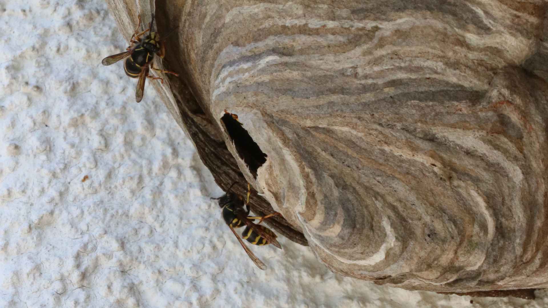 how to get rid of wasps in a chimney