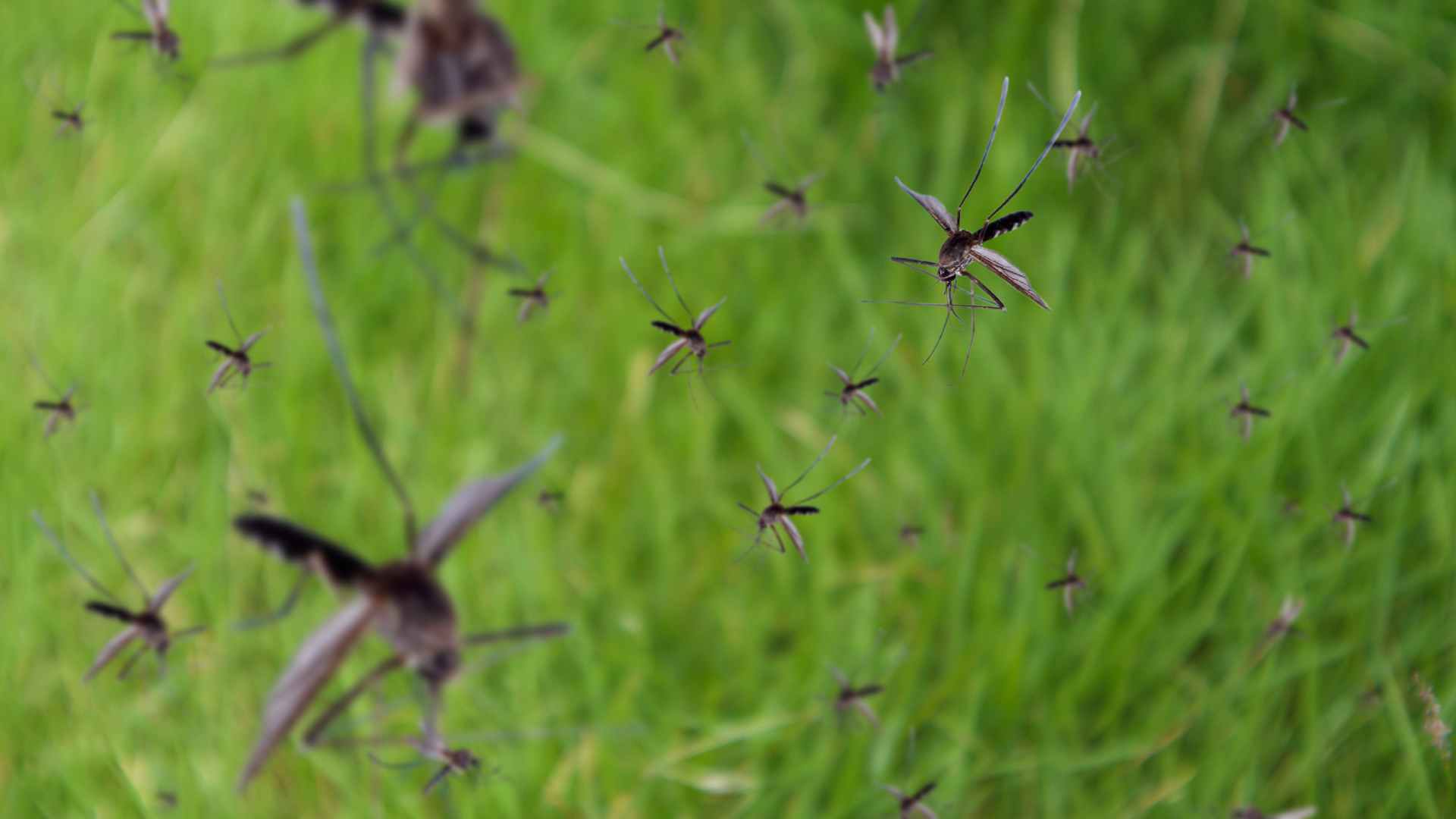 mosquitoes outside of a house that need to be treated with spray