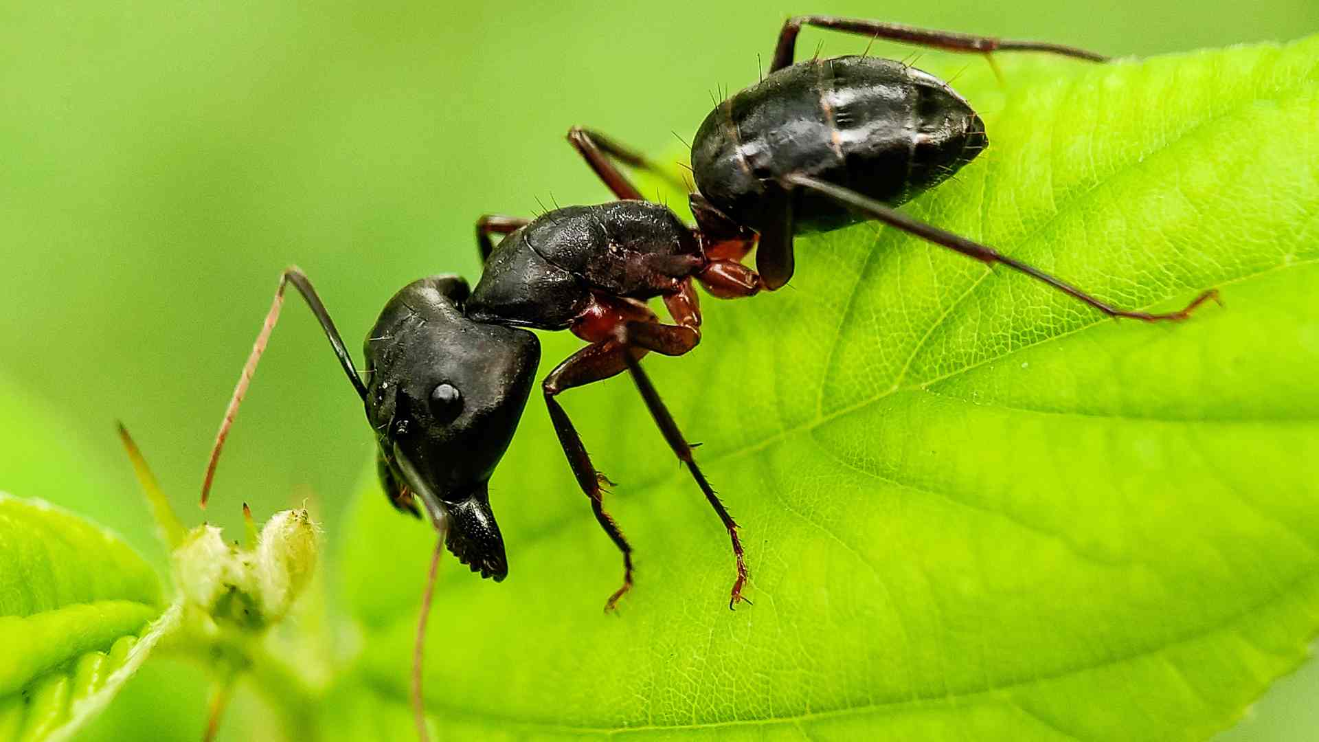 carpenter ant on a leaf for how to treat carpenter ants in house