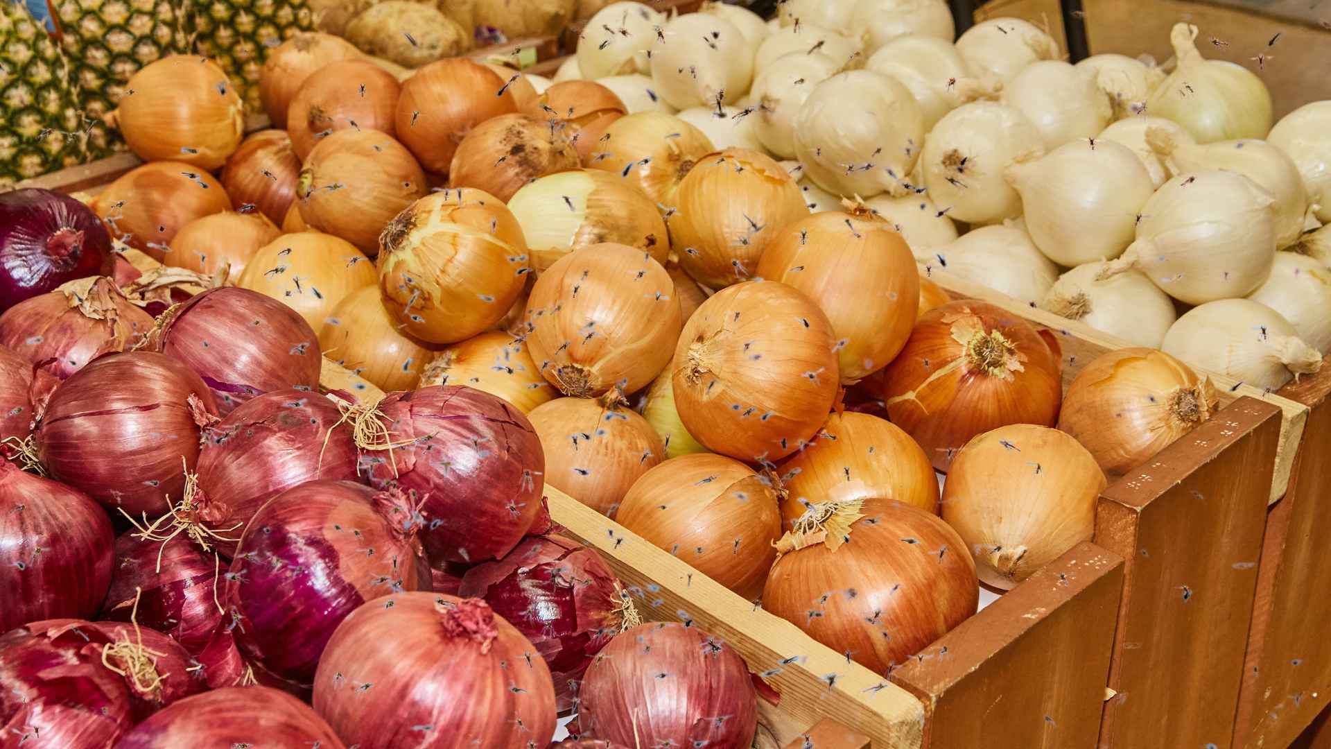 Do Onions Keep Mosquitoes Away? Myth or Reality?