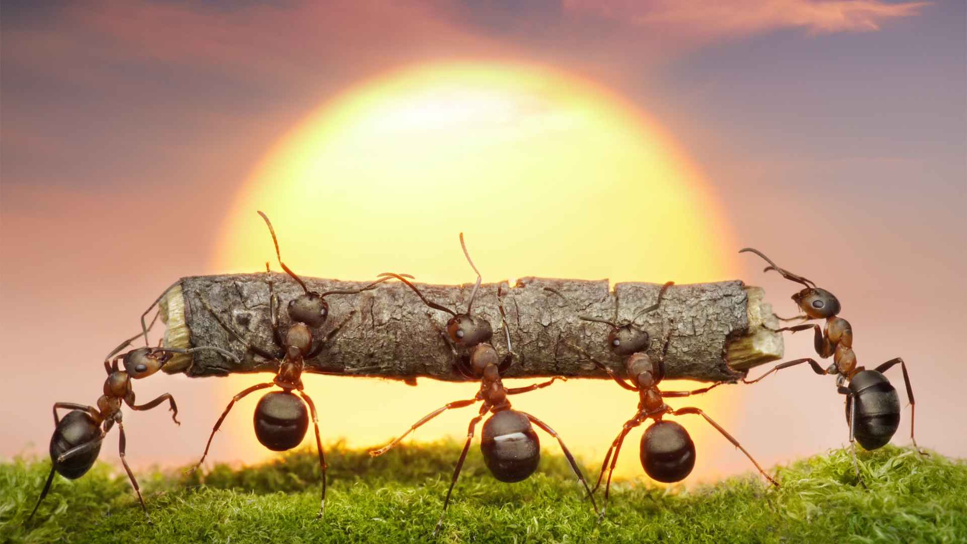 are ants more active in summer?