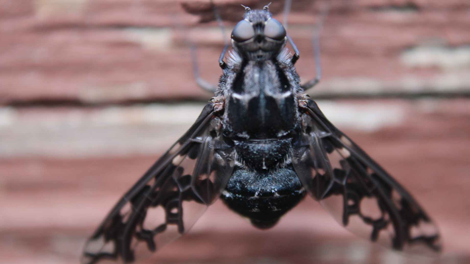 Tiger Bee Flies