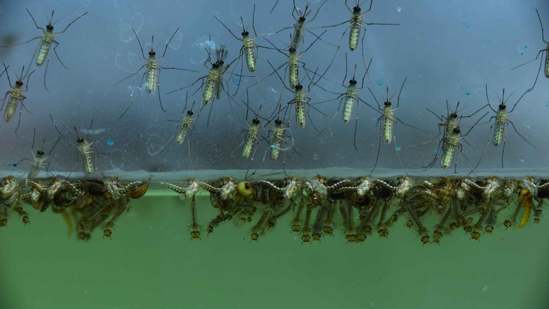 mosquito and larvae in water, cant hey live in saltwater?