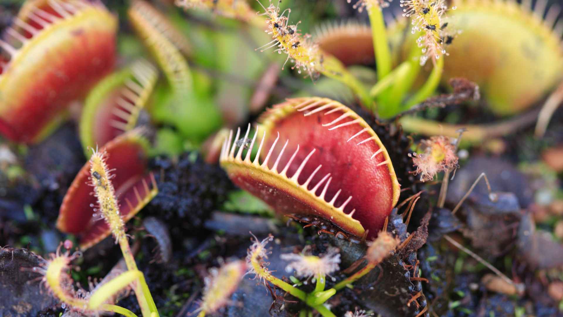 Carnivorous Plants for Mosquitoes: Natural Pest Control