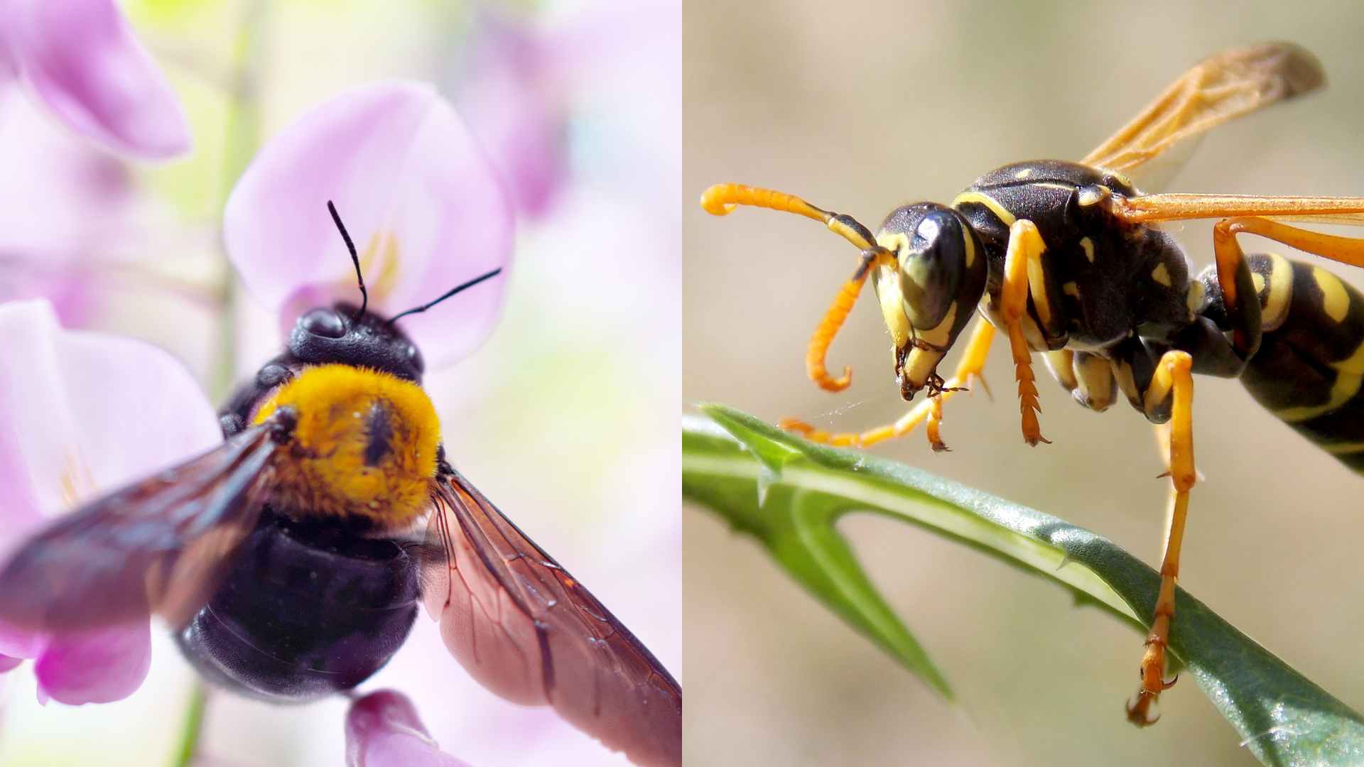 Carpenter Bees vs Wasps: Key Differences