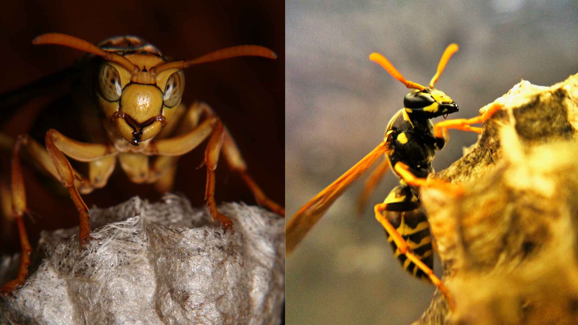 Difference Between Wasp Nest and Hornet Nest: Key Points