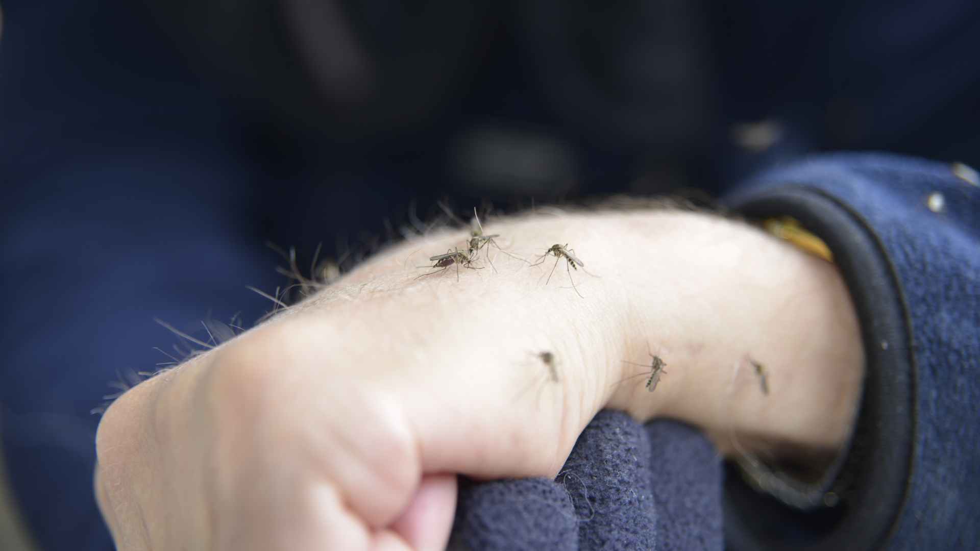 Do Blind Mosquitoes Bite? What you Need to Know