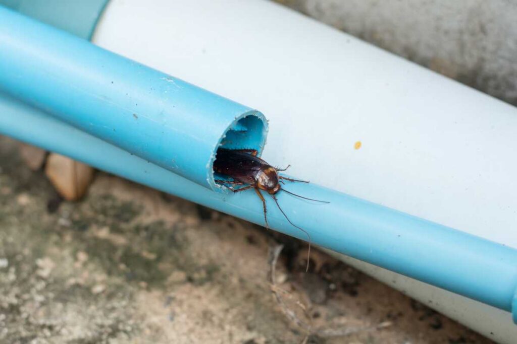 roach on a PVC pipe to illustrate the behavior and adaptation of the jumping roaches