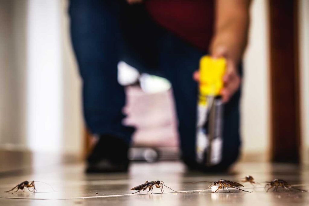 Man spraying jumping roaches on the floor to prevent an infestation.