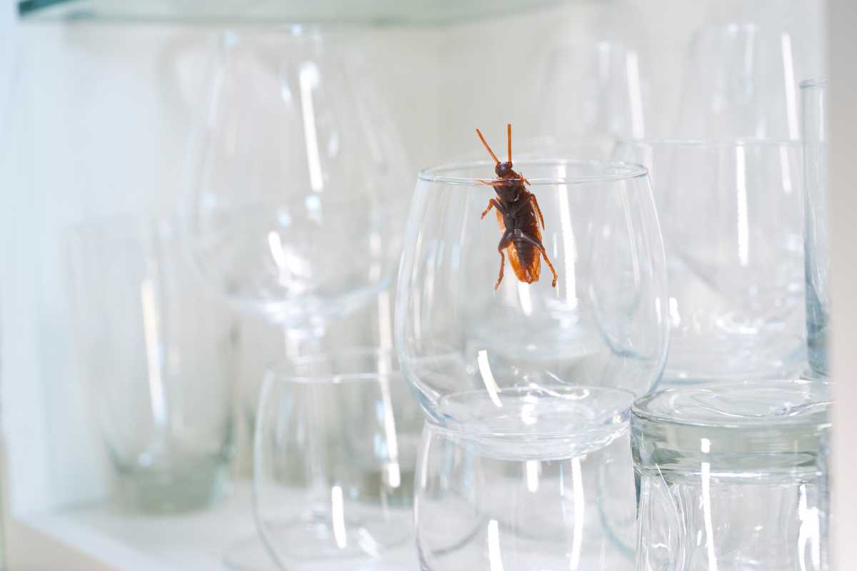 jumping roach on a glass